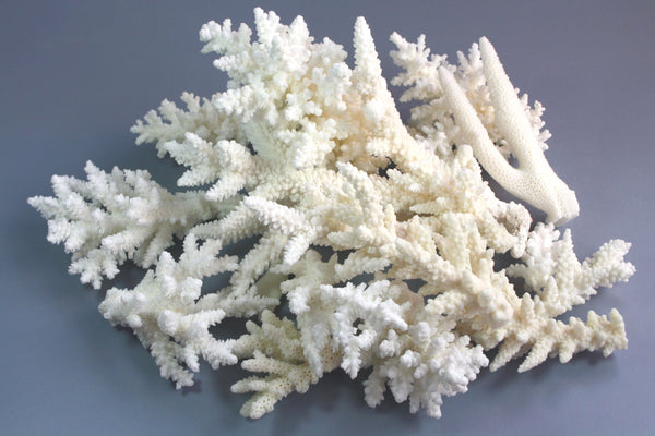 1 Kg White Coral Assorted Species - Creative Mix
